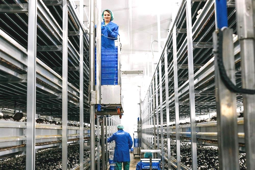 ООО Мастер гриб